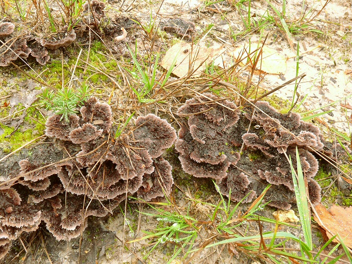 Thelephora Terrestris